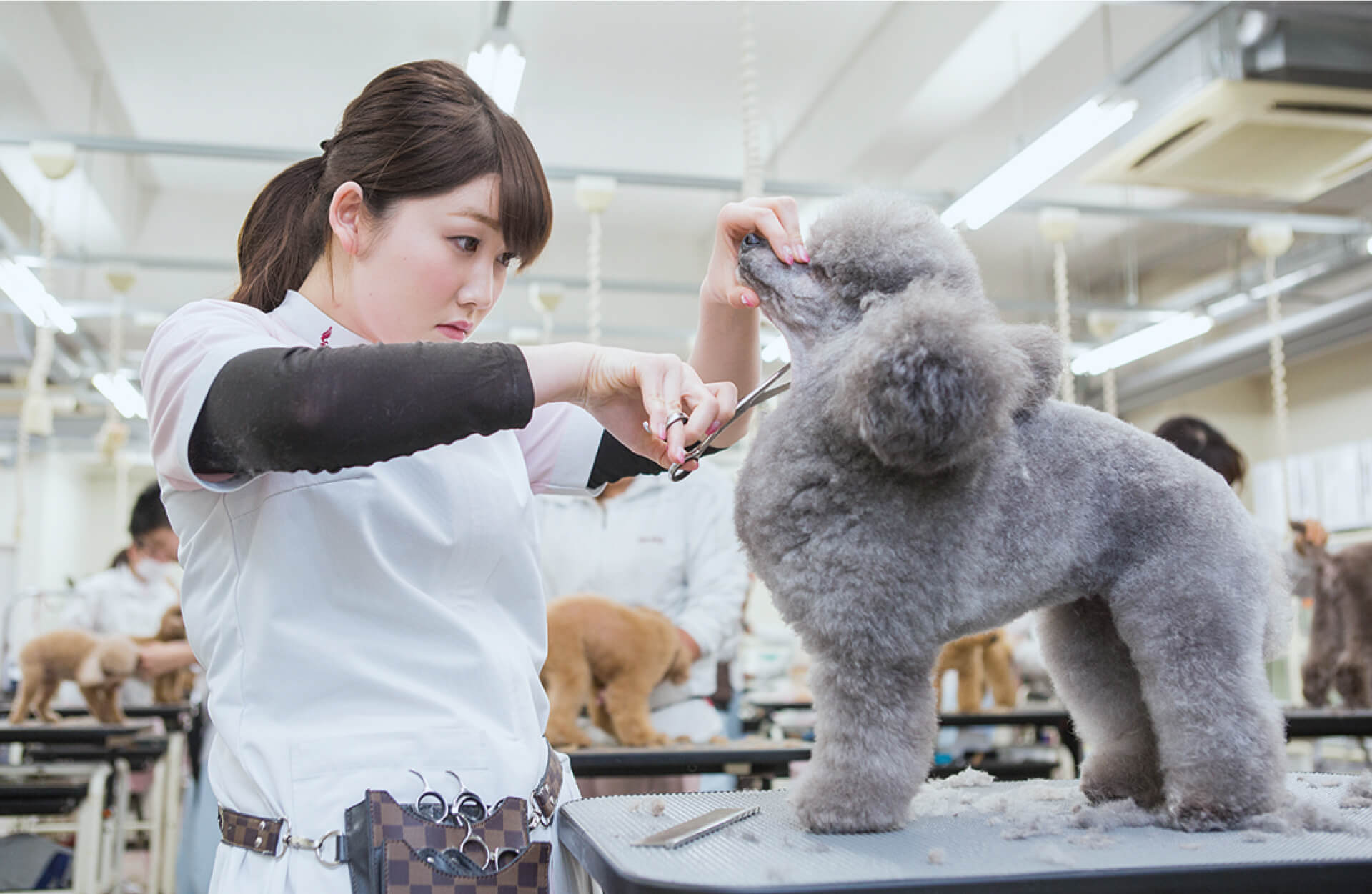 動物健康管理学科 ペット美容 グルーマー専攻 穴吹動物看護カレッジ 専門学校 穴吹カレッジグループ 高松