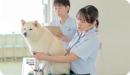 動物看護総合学科