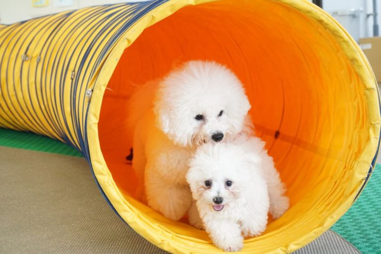 【穴吹動物看護カレッジ】学校犬に会いにきてね！