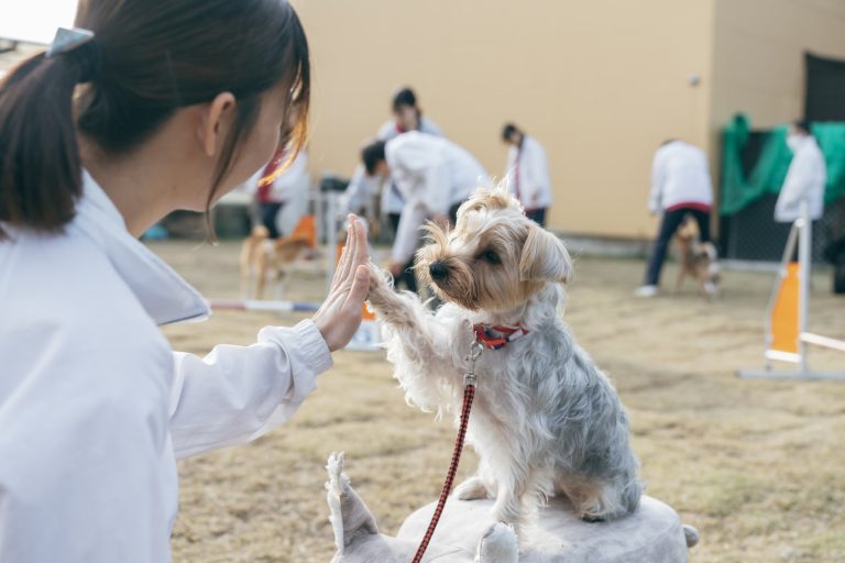 学生も犬も一緒にがんばってます🐕️