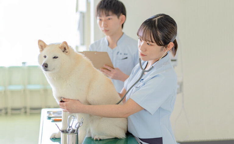 学校犬ふれあい体験