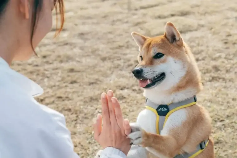 学校犬ふれあい体験