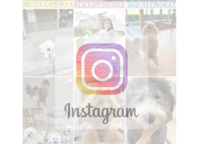 人気上昇中!穴吹動物看護カレッジInstagram紹介♪