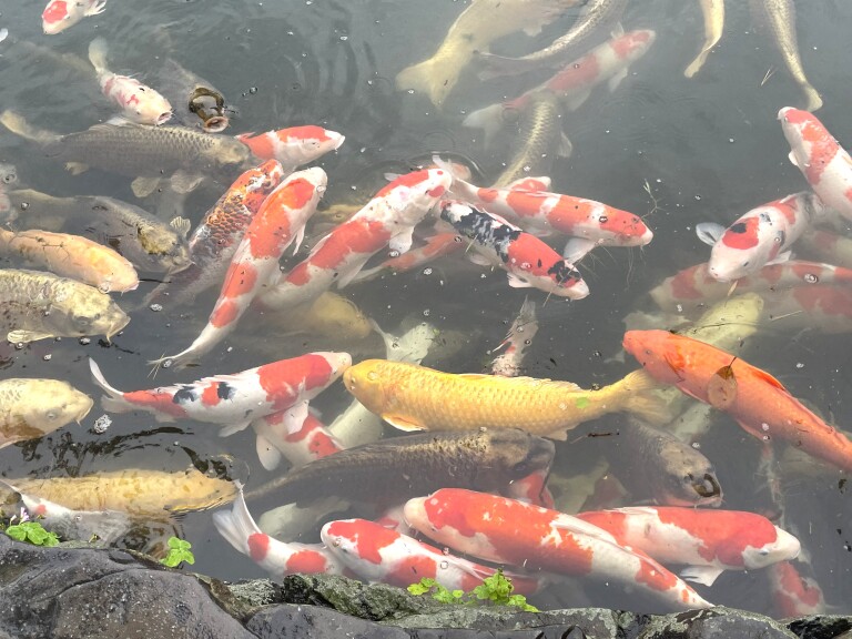 観光の授業で栗林公園を訪れました