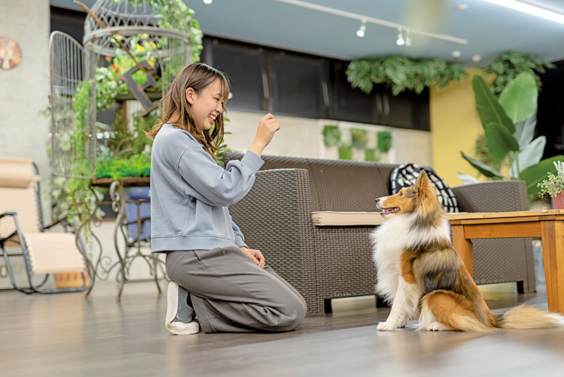 家庭犬トレーナーをめざす