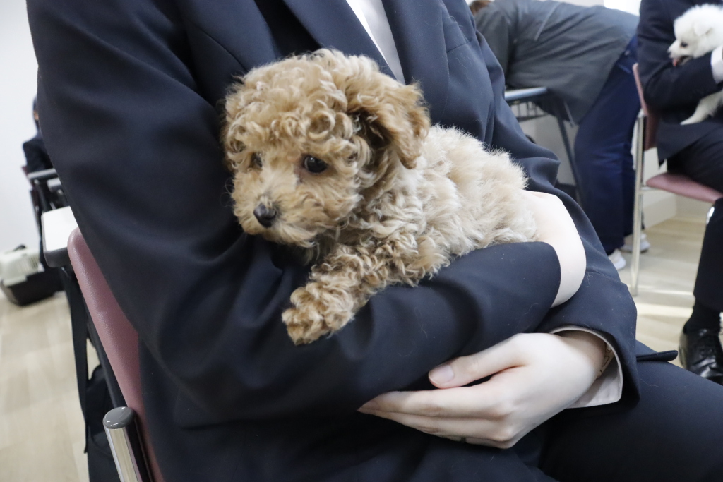 パートナードッグ制度って？