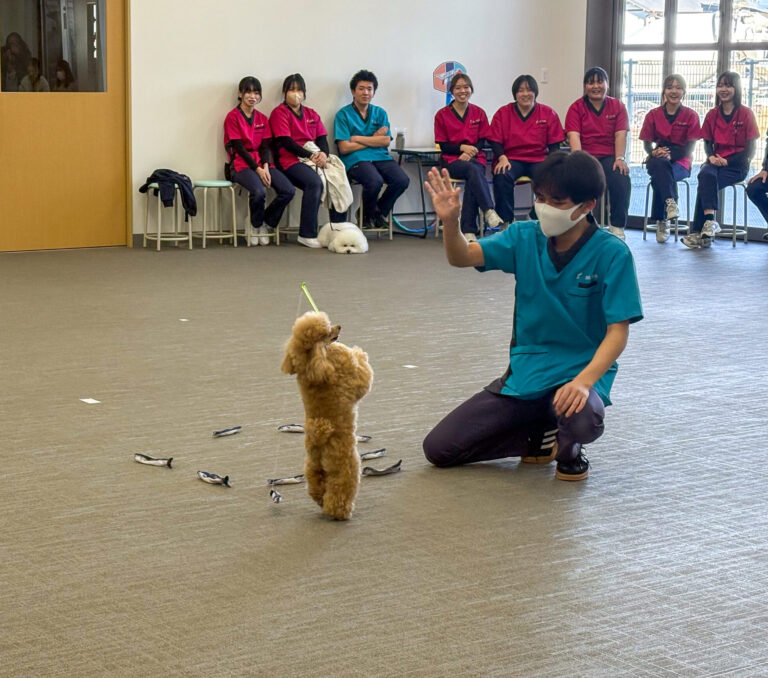 2年間の集大成！パートナードッグとアジリティコンペ【しつけインストラクター専攻】
