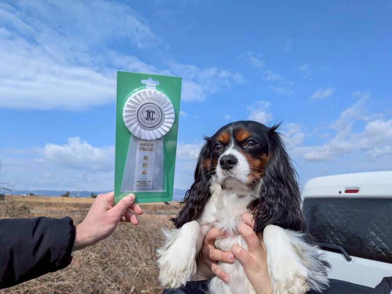 開校以来の快挙！アジリティー競技会4位入賞🏅【しつけインストラクター専攻】