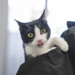 スタッフねこ🐱べーちゃん