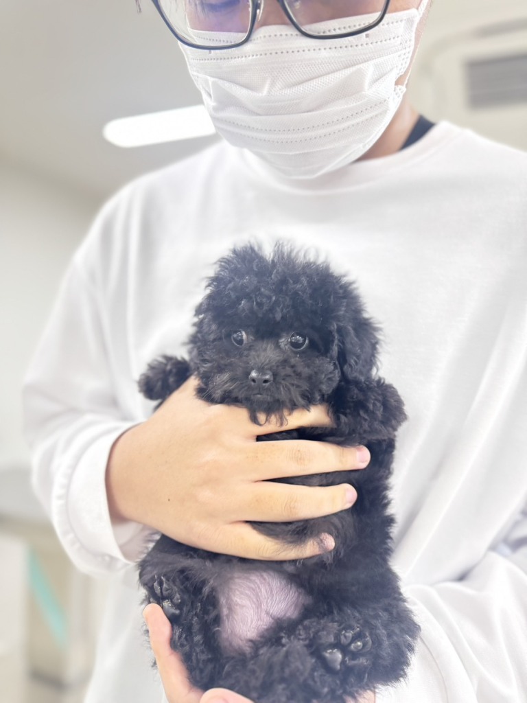 セサミちゃん