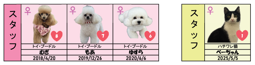 スタッフ犬とスタッフ猫