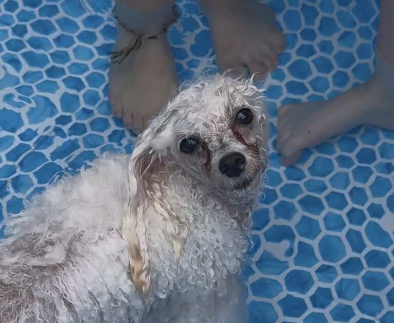 学校犬の夏休み　～プール開き編～　【穴吹動物看護カレッジ】